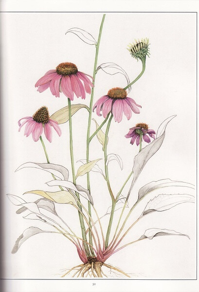 紫松果菊/紫锥花 Purple Coneflower