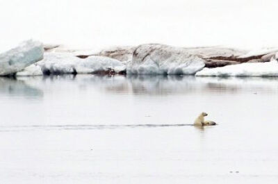 《TIME》杂志网站“Picutres of the Week”（一周图片）中的一张，7月29日，一只小北极熊骑在妈妈身上，游泳通过北冰洋，摄影师Kevin Schafer，拍摄于挪威，http://t.cn/zWc0sqp。