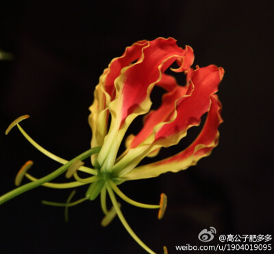 百合科（Liliaceae）嘉兰（Gloriosa superba）