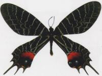 不丹国蝶－－【多尾凤蝶Bbutanitis atkinson】该蝶被称为“高山美人”，是世界上最珍稀的蝶类昆虫之一。在我国的数量极少，是蝴蝶收藏家所珍爱的品种。