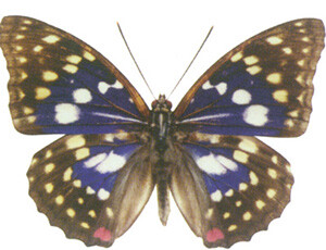 日本的国蝶－－大紫蛱蝶：该蝶浑身紫光宝气。