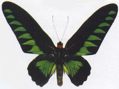 马来西亚国蝶－－翠叶红颈凤蝶：该蝶翅黑色，有翠绿斑纹，颈红色。