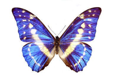 哥伦比亚国蝶－－塞浦路斯闪蝶