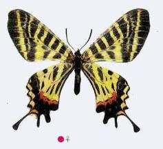 二尾凤蝶Bhutanitis mansfieldi 又名云南褐凤蝶，翅黑色，有较宽的黄白色（微带绿泽）斜带纹，其宽度于相间的黑色底斑纹宽度几乎相等。后翅外缘波状具2个尾状突起，靠外的尾突较长且末端稍膨大，臀角瓣状突起如拇指…