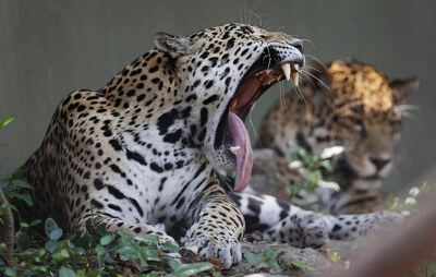 睡意袭来：2012年7月6日，美国亚拉巴马州蒙哥马利动物园（Montgomery Zoo），酷热天气下，一只困倦的母美洲虎在准备小睡时打了个呵欠。