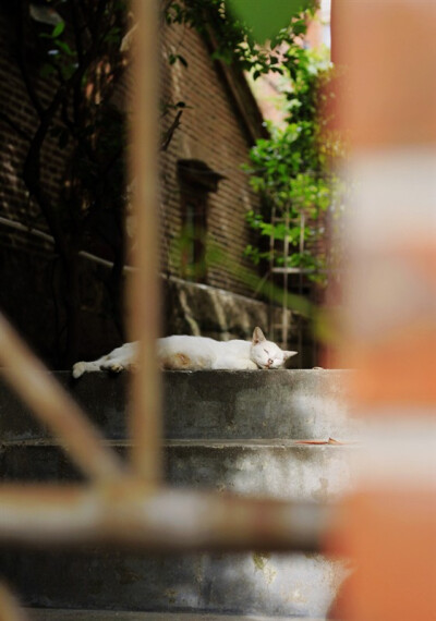 鼓浪屿 海 猫叔 小巷