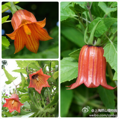 加拿利参（Canarina canariensis），桔梗科加拿利参属，又名 加拿利风铃花，金色风铃花，英名Canary Island Bellflower或Canary Bellflower，为桔梗科少有的藤本植物。原产加拿利岛，为该岛特有物种。