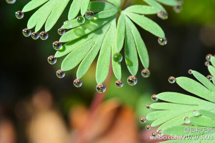 荷包牡丹的叶子