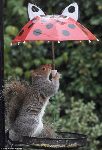 【松鼠撑伞避雨 保护自己和食物不被淋湿】近日，在英国汉普郡的一个花园里，一只“厚脸皮”松鼠撑起一把小伞避雨，保护自己和食物不被淋湿，吓跑了本该前来觅食的鸟类，并把食物据为己有。小松鼠好萌！小花伞也好萌…