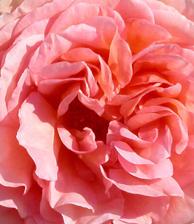 http://fineartamerica.com/featured/pink-rose-closeup-anne-cameron-cutri.html