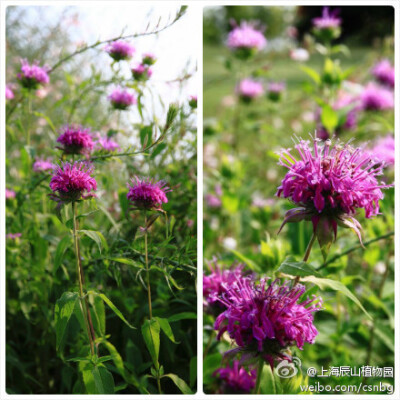 美国薄荷（Monarda didyma），原产北美，叶片具柠檬香气，可作观赏栽培，印第安人常将它作为伤口的消炎药，冲饮后也可缓解口腔炎和咽喉炎，是制作漱口水的天然原材