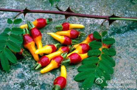 峨眉蔷薇（Rosa omeiensis）的果实，如彩绘般华丽，成熟时味甜、可食，为酿酒原料