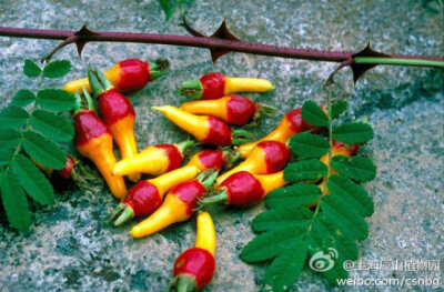 峨眉蔷薇（Rosa omeiensis）的果实，如彩绘般华丽，成熟时味甜、可食，为酿酒原料