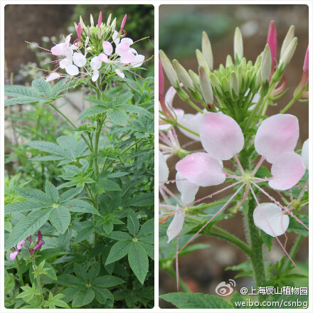 醉蝶花（Cleome spinosa ），花形优美别致，形似蝴蝶，花色初为粉白，次转粉红，后变紫红，一花多色，兼具蜜腺，常令蝴蝶陶醉，故名。