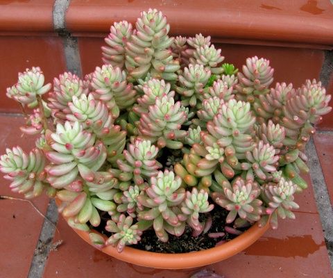 景天科景天属【虹之玉锦】Sedum rubrotinctum cv. ‘Aurora’叶片有花纹的虹之玉。植物呈美丽的粉红色。请在通风的地方加以充分的阳光种植。粉红色的植物较为少见，如果聚在一起种植非常之好看。由于是向上生长的植物，容易形成怒放的姿态，也是种植的乐趣之一。