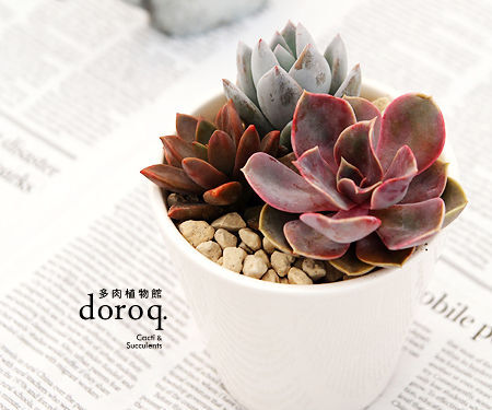 拟石莲花属 Echeveria（http://duorou.baike.com/article-41485.html）