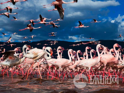 作为候鸟们从非洲到欧亚迁徙路线上的休息站，位于东非大裂谷里的肯尼亚湖就像是百鸟会议厅一般，拥挤着包括十三种珍稀物种在内的100多种迁徙鸟类。在这片湖面上，四百万只火烈鸟觅食在大白鹈鹕的鸟巢之间，在湖中还…