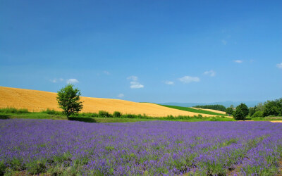 普罗旺斯（Provence）是罗马帝国的一个行省，英文简称PACA，现为法国东南部的一个地区，毗邻地中海，和意大利接壤。从阿尔卑斯山经里昂南流的隆河（Rhone），在普罗旺斯附近分为两大支流，然后注入地中海。