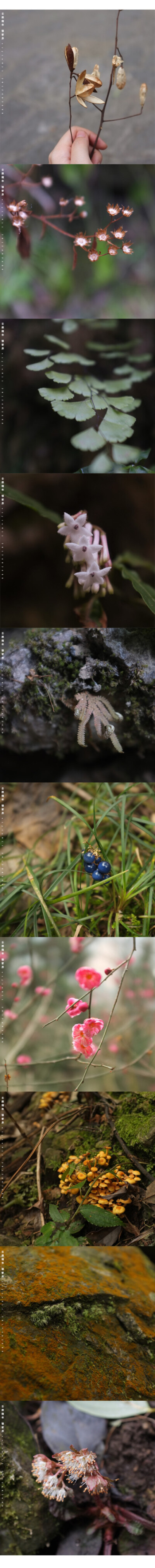 1、楝科 香椿果荚 2、似菊科 一年蓬 3、铁线蕨 4、茜草科 蛇根草属 5、翠云草 6、百合科 沿阶草属 沿阶草 7、蔷薇科 梅花 8、伞菌目 某伞菌 9、藓纲 某藓 10、虎耳草科 大叶金腰