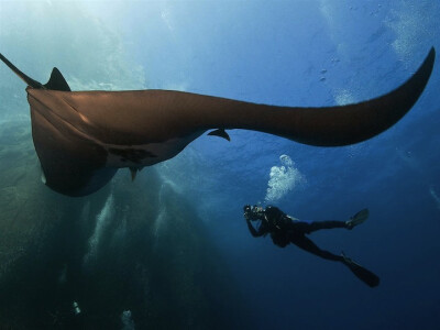 巨型的太平洋“水下魔鬼” Deborah Smrekar. Giant Pacific Manta Ray, Roca Partida Sea Mount, Revillagigedos Islands, Mexico 摄影师﹕德博拉‧斯姆雷卡尔——墨西哥哈利斯科群岛水域中巨型的太平洋蝠鲼，蝠鲼被…