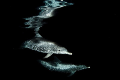 大西洋斑点海豚 Andrew Sallmon. Atlantic Spotted Dolphins, The Bahamas 摄影师﹕安德鲁‧沙勒摩——大西洋斑点海豚，巴哈马群岛 Andrew Sallmon﹕“在晚上，小巴哈马海岸的斑点海豚会潜入深海寻找乌贼。一天…