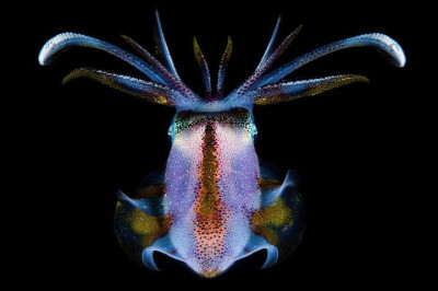 开曼群岛日落礁的大鱿鱼(乌贼) Charles Viggers. Squid at Sunset Reef Grand Cayman, Cayman Islands 摄影师﹕查尔斯‧威铬尔士——开曼群岛，在大开曼岛日落礁的大鱿鱼     Charles Viggers：“在一天晚上，我从珊…