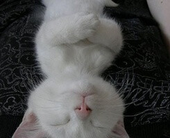 祈祷每天都有鱼可以吃..