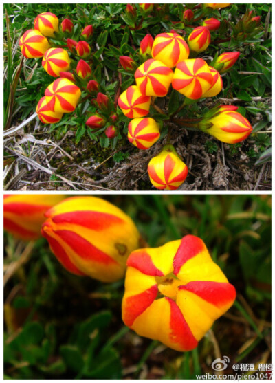 龙胆科 假龙胆属 厄瓜多龙胆(Gentianella hirculus)