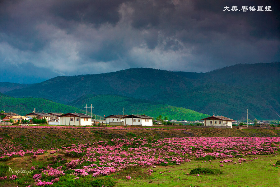 香格里拉，杜鹃花开