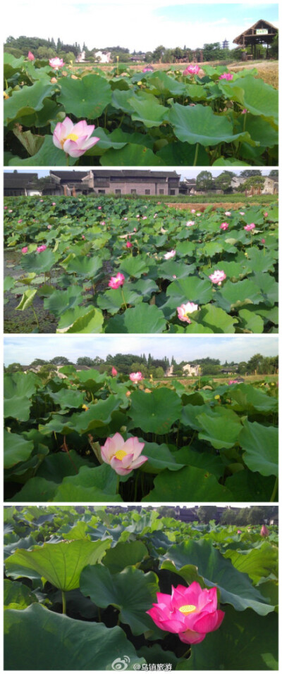 乌镇西栅，湿地一隅，盛开的夏荷展开粉红色的花爿，片片翠绿中，几个小荷尖尖的花蕾探着精灵般的脑袋，几株莲蓬从绿毯中钻出，旁若无人地凌空张望着…如果在时近黄昏、如果在明月之下、如果在情思万千、如果在烦恼扰…