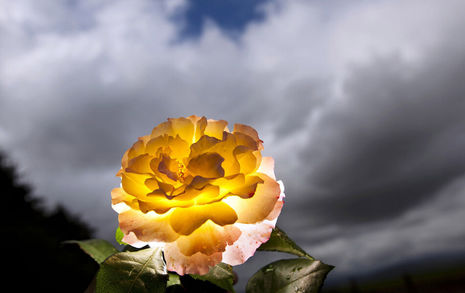 逆光下的玫瑰——德国巴特诺海姆，一朵绽放的玫瑰被逆光照射，光线透过花瓣。这张照片被评为《时代》周刊2011年度最惊叹的照片之一。