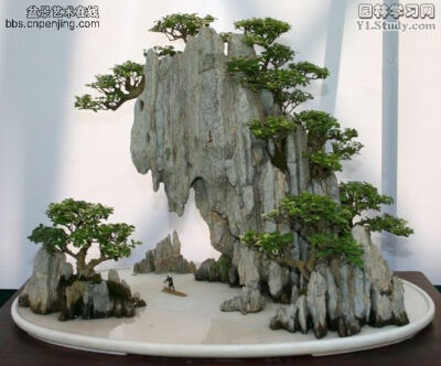 金边黄扬﹝山水盆景﹞