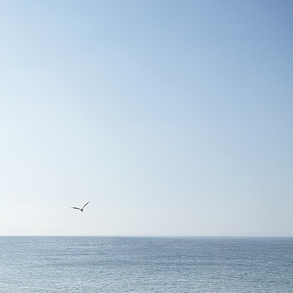 海鸟跟鱼相爱只是一场意外，蔚蓝的珊瑚海错过瞬间苍白…