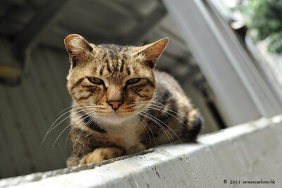 身居香港的摄影记者Micros坚持拍摄了街头的猫咪已有10年。http://www.streetcatfoto.hk/about_c.html 每一只你看到的被削去半只耳朵的孩子都是绝育过的，请不要欺负他们。