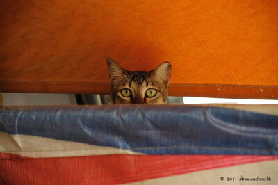 身居香港的摄影记者Micros坚持拍摄了街头的猫咪已有10年。http://www.streetcatfoto.hk/about_c.html 每一只你看到的被削去半只耳朵的孩子都是绝育过的，请不要欺负他们。