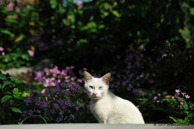 身居香港的摄影记者Micros坚持拍摄了街头的猫咪已有10年。http://www.streetcatfoto.hk/about_c.html 每一只你看到的被削去半只耳朵的孩子都是绝育过的，请不要欺负他们。