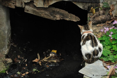 身居香港的摄影记者Micros坚持拍摄了街头的猫咪已有10年。http://www.streetcatfoto.hk/about_c.html 每一只你看到的被削去半只耳朵的孩子都是绝育过的，请不要欺负他们。