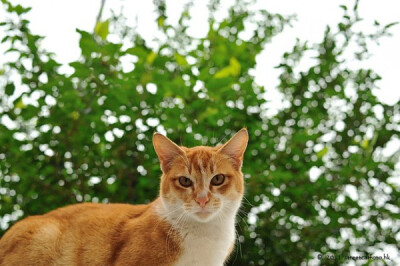 身居香港的摄影记者Micros坚持拍摄了街头的猫咪已有10年。http://www.streetcatfoto.hk/about_c.html 每一只你看到的被削去半只耳朵的孩子都是绝育过的，请不要欺负他们。