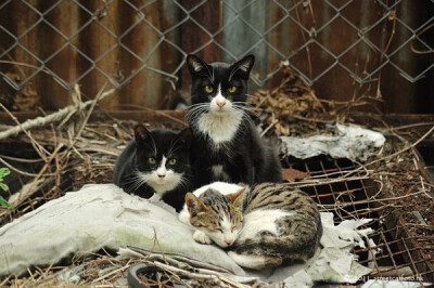 身居香港的摄影记者Micros坚持拍摄了街头的猫咪已有10年。http://www.streetcatfoto.hk/about_c.html 每一只你看到的被削去半只耳朵的孩子都是绝育过的，请不要欺负他们。