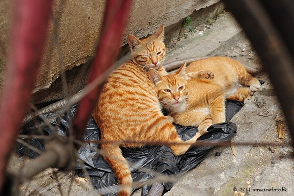 身居香港的摄影记者Micros坚持拍摄了街头的猫咪已有10年。http://www.streetcatfoto.hk/about_c.html 每一只你看到的被削去半只耳朵的孩子都是绝育过的，请不要欺负他们。