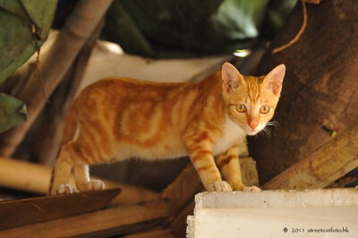 身居香港的摄影记者Micros坚持拍摄了街头的猫咪已有10年。http://www.streetcatfoto.hk/about_c.html 每一只你看到的被削去半只耳朵的孩子都是绝育过的，请不要欺负他们。