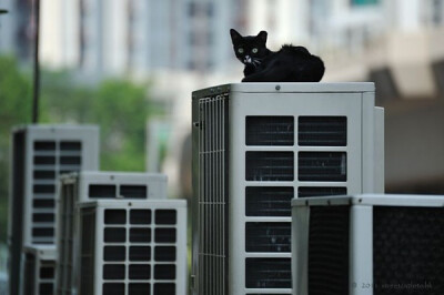 身居香港的摄影记者Micros坚持拍摄了街头的猫咪已有10年。http://www.streetcatfoto.hk/about_c.html 每一只你看到的被削去半只耳朵的孩子都是绝育过的，请不要欺负他们。