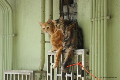 身居香港的摄影记者Micros坚持拍摄了街头的猫咪已有10年。http://www.streetcatfoto.hk/about_c.html 每一只你看到的被削去半只耳朵的孩子都是绝育过的，请不要欺负他们。