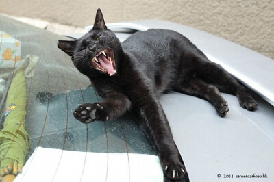 身居香港的摄影记者Micros坚持拍摄了街头的猫咪已有10年。http://www.streetcatfoto.hk/about_c.html 每一只你看到的被削去半只耳朵的孩子都是绝育过的，请不要欺负他们。