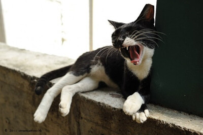 身居香港的摄影记者Micros坚持拍摄了街头的猫咪已有10年。http://www.streetcatfoto.hk/about_c.html 每一只你看到的被削去半只耳朵的孩子都是绝育过的，请不要欺负他们。