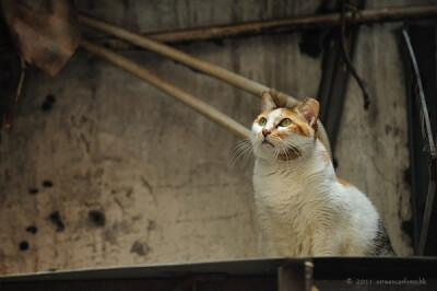 身居香港的摄影记者Micros坚持拍摄了街头的猫咪已有10年。http://www.streetcatfoto.hk/about_c.html 每一只你看到的被削去半只耳朵的孩子都是绝育过的，请不要欺负他们。