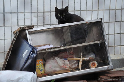 身居香港的摄影记者Micros坚持拍摄了街头的猫咪已有10年。http://www.streetcatfoto.hk/about_c.html 每一只你看到的被削去半只耳朵的孩子都是绝育过的，请不要欺负他们。