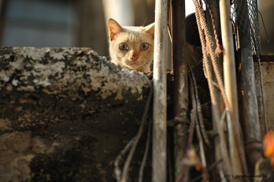 身居香港的摄影记者Micros坚持拍摄了街头的猫咪已有10年。http://www.streetcatfoto.hk/about_c.html 每一只你看到的被削去半只耳朵的孩子都是绝育过的，请不要欺负他们。