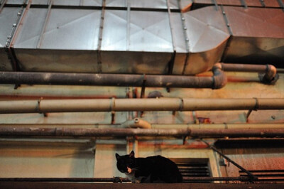 身居香港的摄影记者Micros坚持拍摄了街头的猫咪已有10年。http://www.streetcatfoto.hk/about_c.html 每一只你看到的被削去半只耳朵的孩子都是绝育过的，请不要欺负他们。