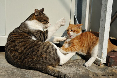 身居香港的摄影记者Micros坚持拍摄了街头的猫咪已有10年。http://www.streetcatfoto.hk/about_c.html 每一只你看到的被削去半只耳朵的孩子都是绝育过的，请不要欺负他们。